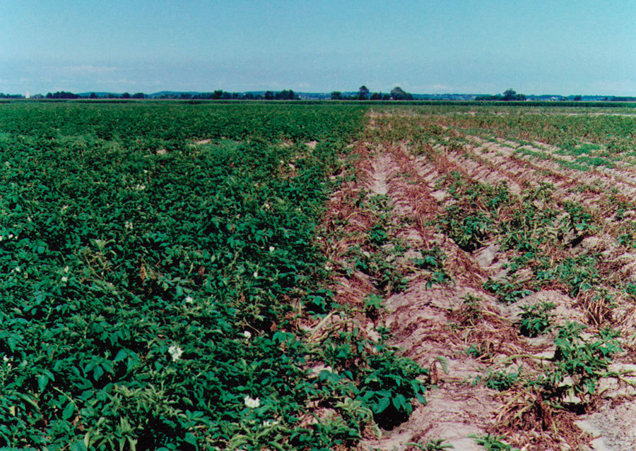 病原体|“万万没想到”：牛羊吃草还能拯救草地！