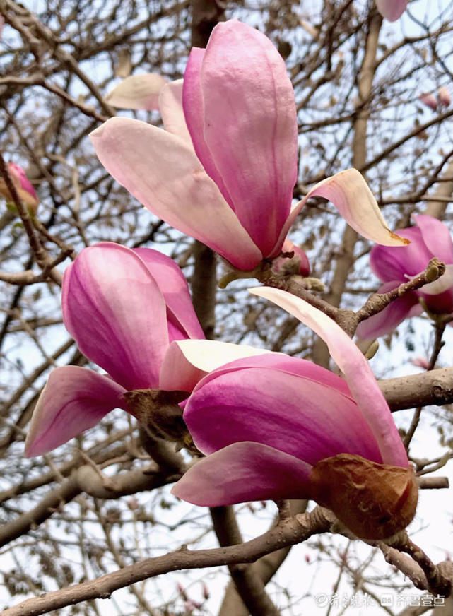 济南玉兰花盛花期来临,错过再等一年