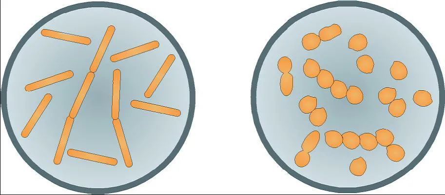 益生菌|乙肝膳食辅助研究，加拿大科学家发现，益生菌降低HCC新机制