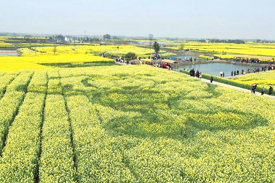 2021沙洋油菜花海小镇喜迎四海宾朋【组图】_腾讯新闻