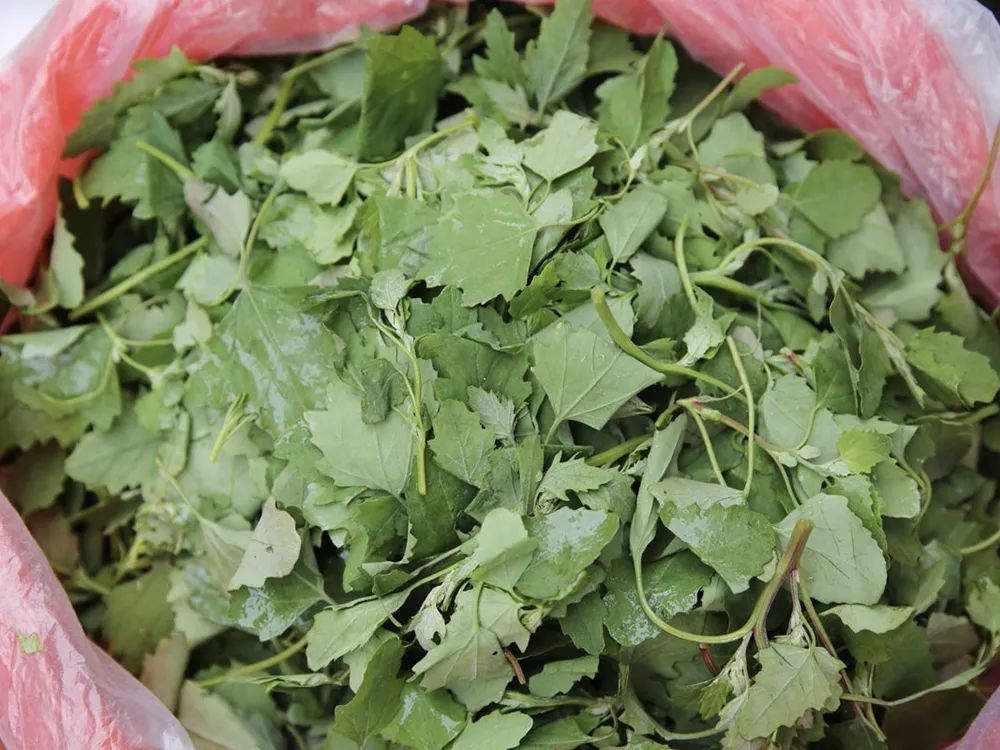 野菜|玉米田里的害草，嫩叶却是高钙野菜，如今10元一斤，春季别错过