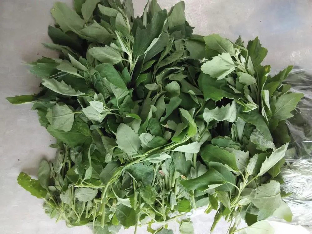 野菜|玉米田里的害草，嫩叶却是高钙野菜，如今10元一斤，春季别错过