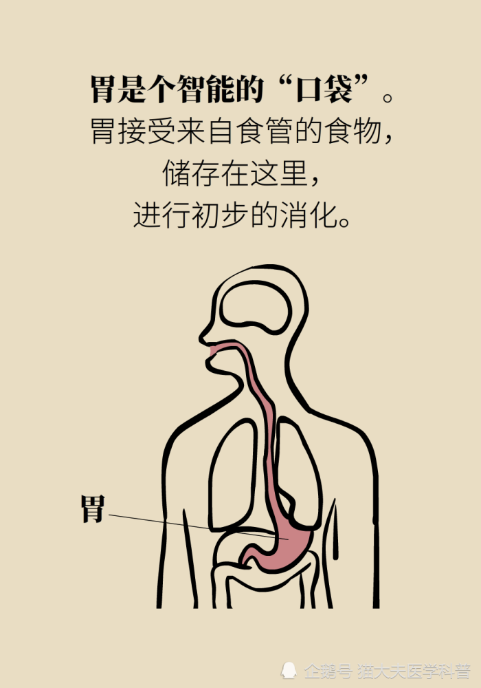 胃疼|“气得胃疼”是真的？原来胃还是个情绪器官