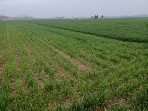 分蘖|小麦地块普遍发黄，小麦没有分蘖，后期半截穗