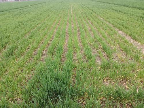 分蘖|小麦地块普遍发黄，小麦没有分蘖，后期半截穗