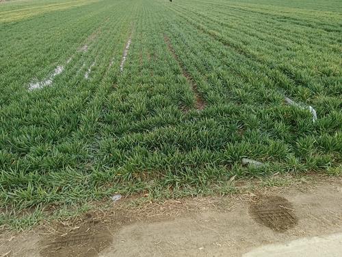 分蘖|小麦地块普遍发黄，小麦没有分蘖，后期半截穗