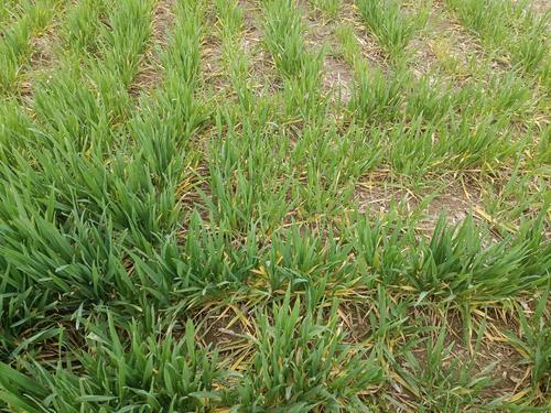 分蘖|小麦地块普遍发黄，小麦没有分蘖，后期半截穗