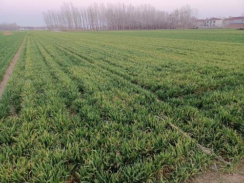 分蘖|小麦地块普遍发黄，小麦没有分蘖，后期半截穗