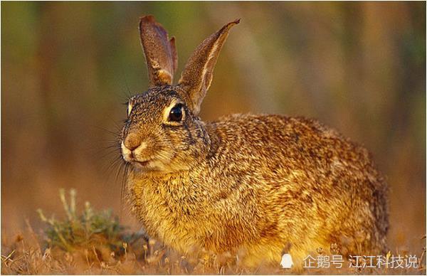 10兔9苦:以下4个年份出生的属兔人天生"皇帝命",看看你家有吗