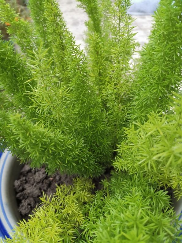 其实狐尾天门冬是一种绿植,有些人叫它武竹,狐尾天门冬的叶子看起来有