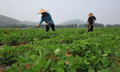 花生|花生要想“白胖胖”，五大绝招少不了