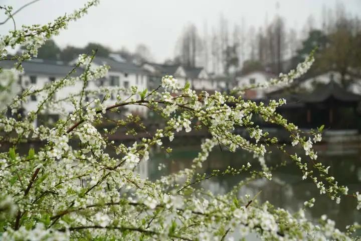 杭州|雨停了？！杭城马上直冲17℃！还有一个“梦幻小惊喜”
