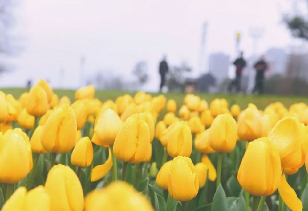 株洲|春雨如烟！本周四前，株洲市区最高气温15℃