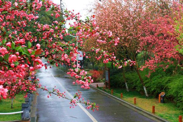期近一个月的海棠文化节中,市民游客可以尽情徜徉晓天云霞的海棠花海
