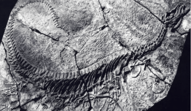 化石|贵州山洞发现“真龙”，人们前去保护，专家称至少存在上亿年！