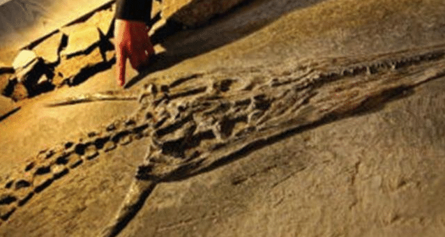 化石|贵州山洞发现“真龙”，人们前去保护，专家称至少存在上亿年！