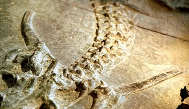 化石|贵州山洞发现“真龙”，人们前去保护，专家称至少存在上亿年！