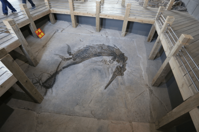 化石|贵州山洞发现“真龙”，人们前去保护，专家称至少存在上亿年！