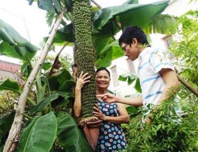 香蕉|这棵香蕉树上竟然结了一千多个香蕉，即使有一百个人也吃不完！