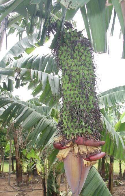 香蕉|这棵香蕉树上竟然结了一千多个香蕉，即使有一百个人也吃不完！