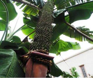 香蕉|这棵香蕉树上竟然结了一千多个香蕉，即使有一百个人也吃不完！