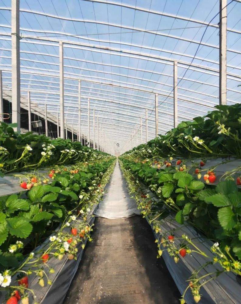 带你走进高架草莓基地一起度过莓好时光