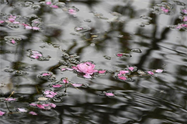 賞讀杜甫的落花之美江上人家桃樹枝春寒細雨出疏籬