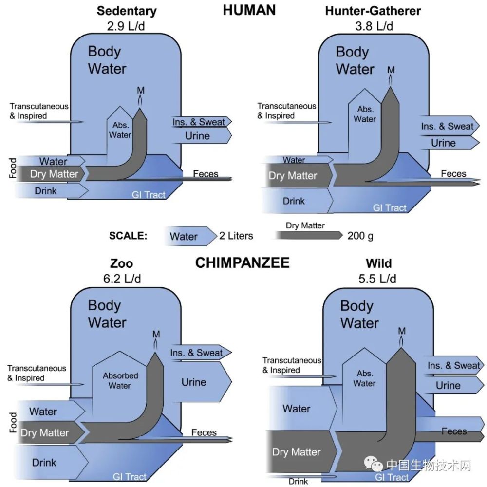 类人猿|每天喝8杯水？其实我们喝得很少了！科学家发现人类已演化出“低流量”模式