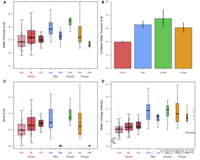 类人猿|每天喝8杯水？其实我们喝得很少了！科学家发现人类已演化出“低流量”模式