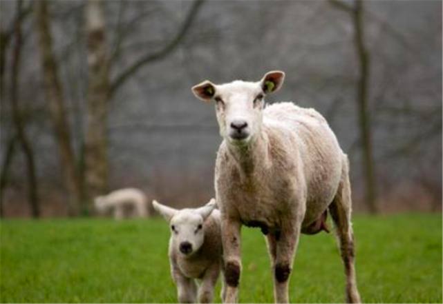 十羊九不全,一全坐殿堂究竟是什么意思呢?