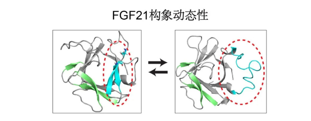 糖尿病并发症|治疗糖尿病，可以从教会胰岛素“聊天”开始