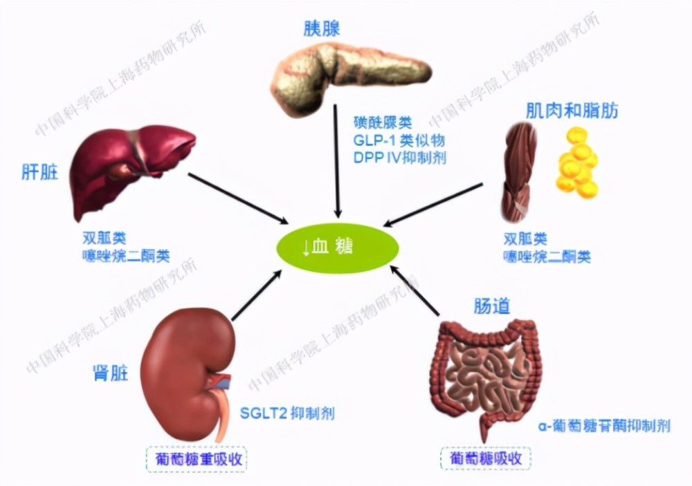 糖尿病并发症|治疗糖尿病，可以从教会胰岛素“聊天”开始