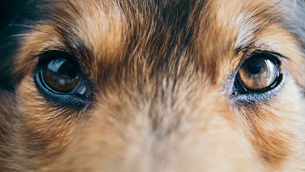 狗狗的眼睛中是否能看到颜色?是否能在黑暗中看得更清楚?