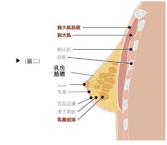 皮肤对于支持乳房形状也有一定作用,但是作用很小.该下垂还是下垂.