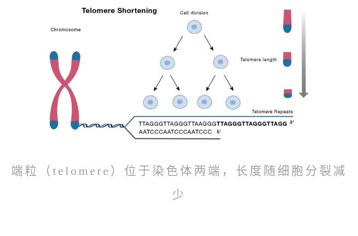 衰老|延寿20％、延缓大脑衰老，拥有2500年历史的冥想真的不只是玄学！