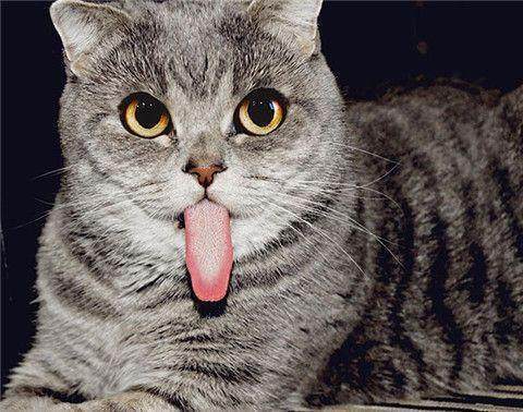 猫咪为什么总是喜欢用舌头舔人的手 腾讯新闻