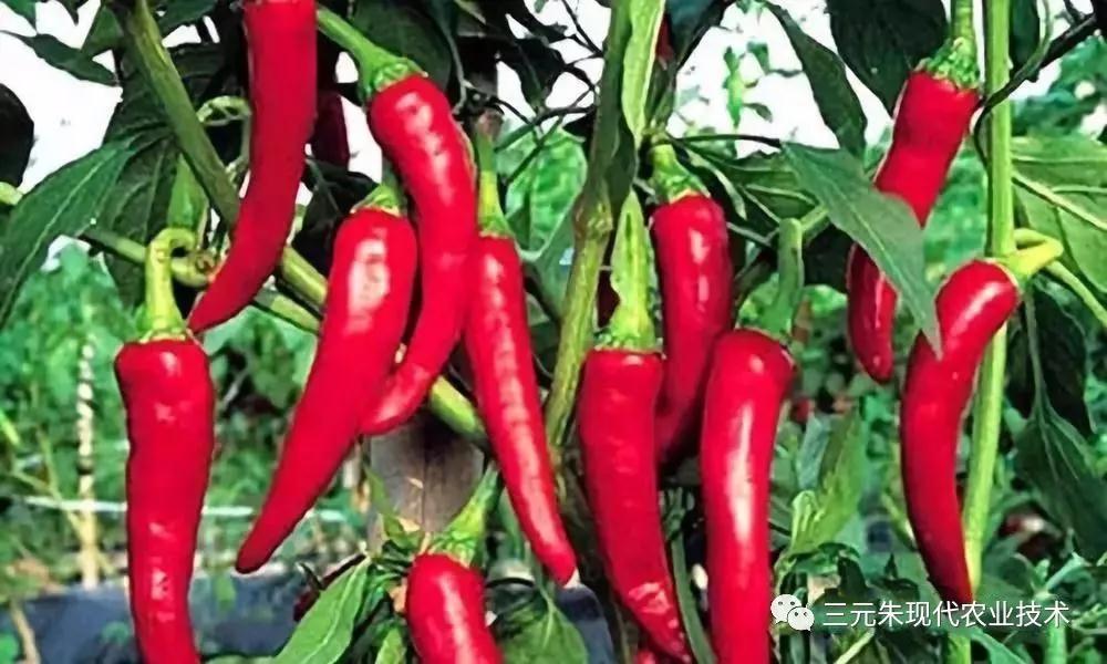 辣椒|当前辣椒管理把三关：防死棵、保花保果、防皴皮果