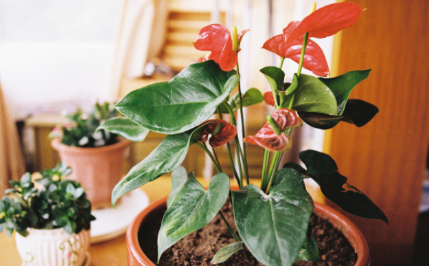 缺少养花肥料 没事 有了它们 盆栽再不会营养不良掉叶子了 肥料 花友 淘米水 养花 花卉 盆栽植物