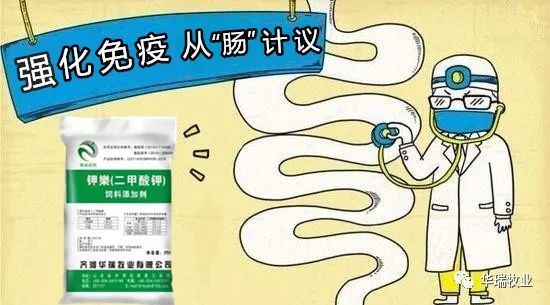 抗生素|二甲酸钾对于动物促生长的原理