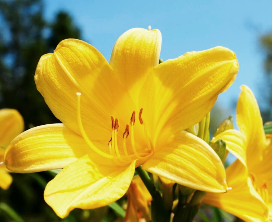 心理测试:你觉得哪种花最漂亮,测出你老年以后儿女是否孝顺