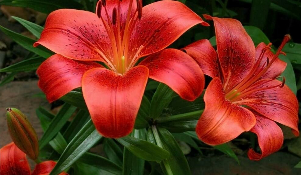 心理测试:你觉得哪种花最漂亮,测出你老年以后儿女是否孝顺