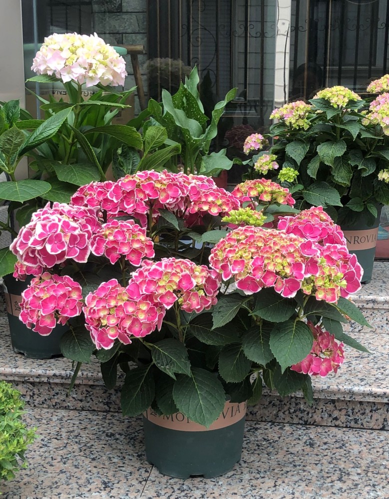 阳台盆栽新宠绣球花帝沃利花期长颜值高你值得拥有