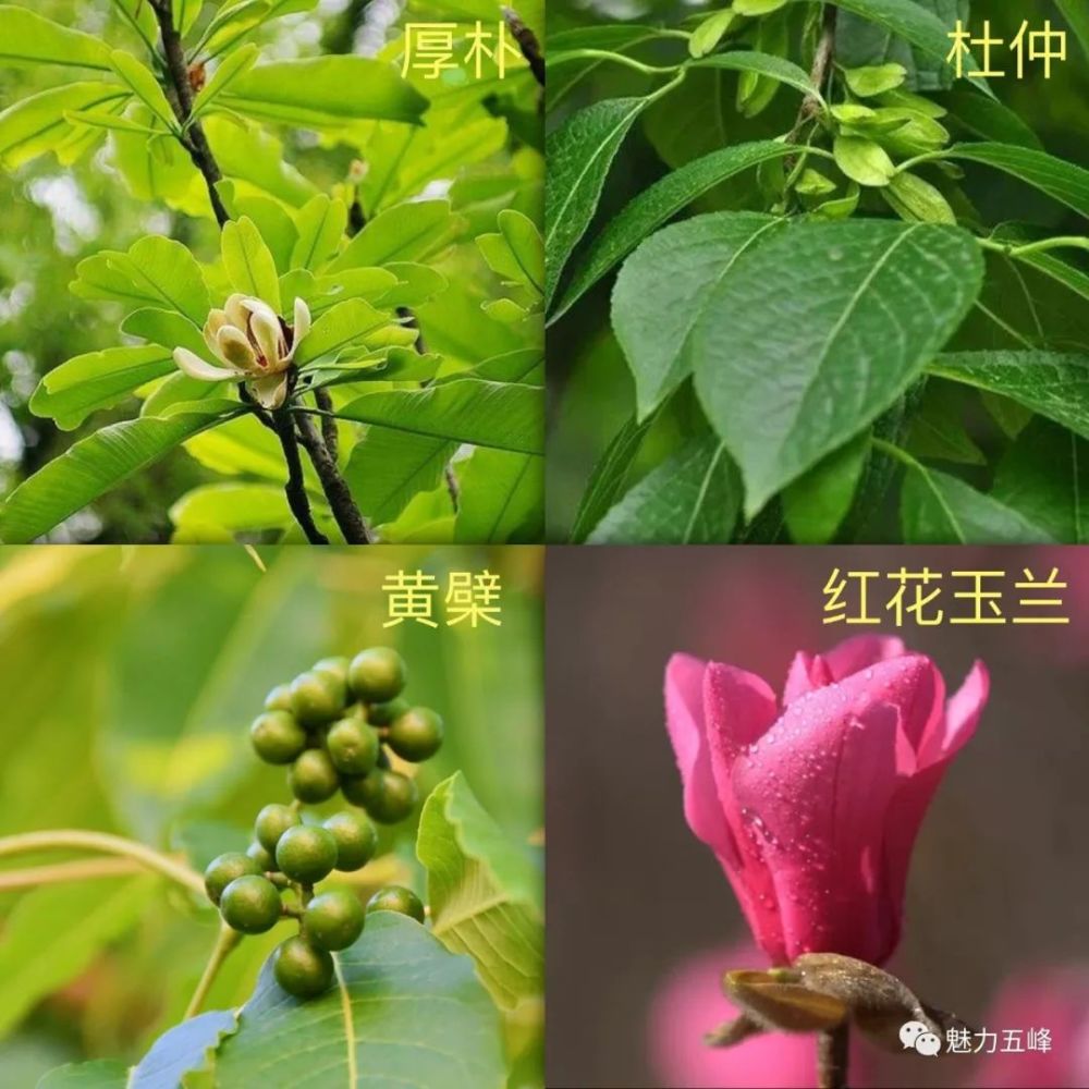 蜜源樹種,乾鮮果等鄉土樹種為主以