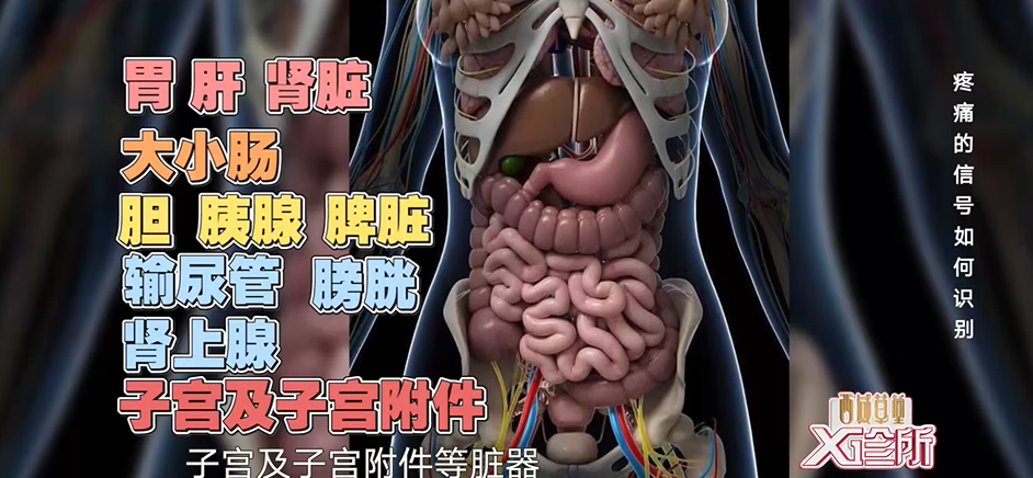 因为我们常说的"肚子",这一范围太大了,有胃,肝,脾,肾,胰等脏器.