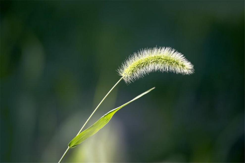 进化|草：看似简单的植物，却是进化中的bug，甚至还“驯服”了人类