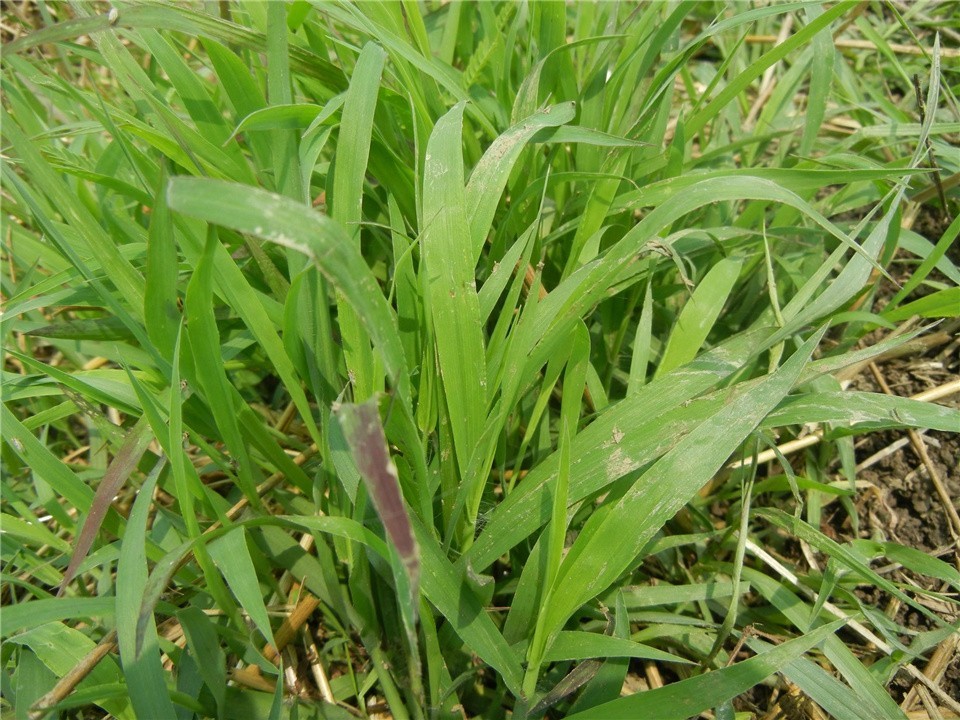 进化|草：看似简单的植物，却是进化中的bug，甚至还“驯服”了人类