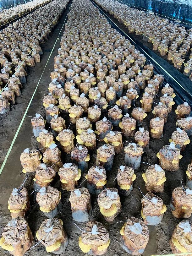 在和龙市八家子镇的田地里,245个桑黄大棚整齐排列,棚内的桑黄已经