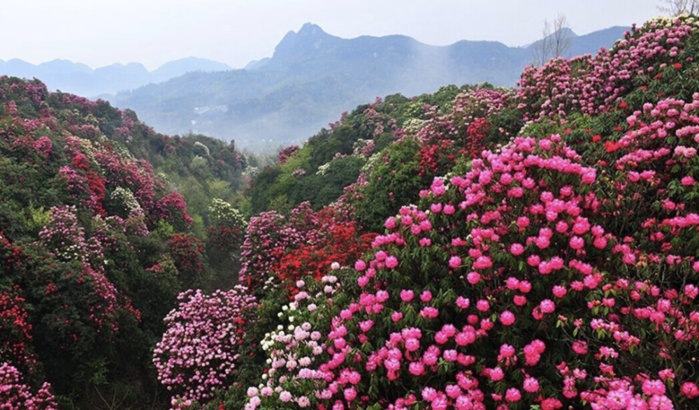 贵州百里杜鹃,茅台镇三日自驾游._腾讯新闻
