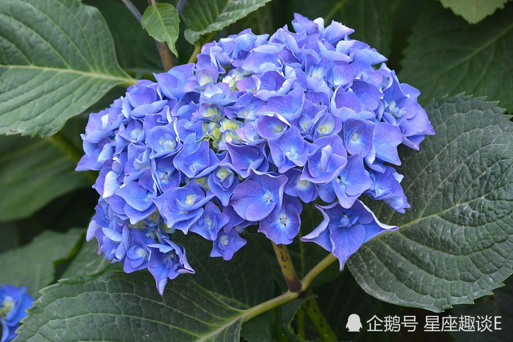 3月9日星座运势 小心谨慎 精力充沛的四大星座 腾讯新闻