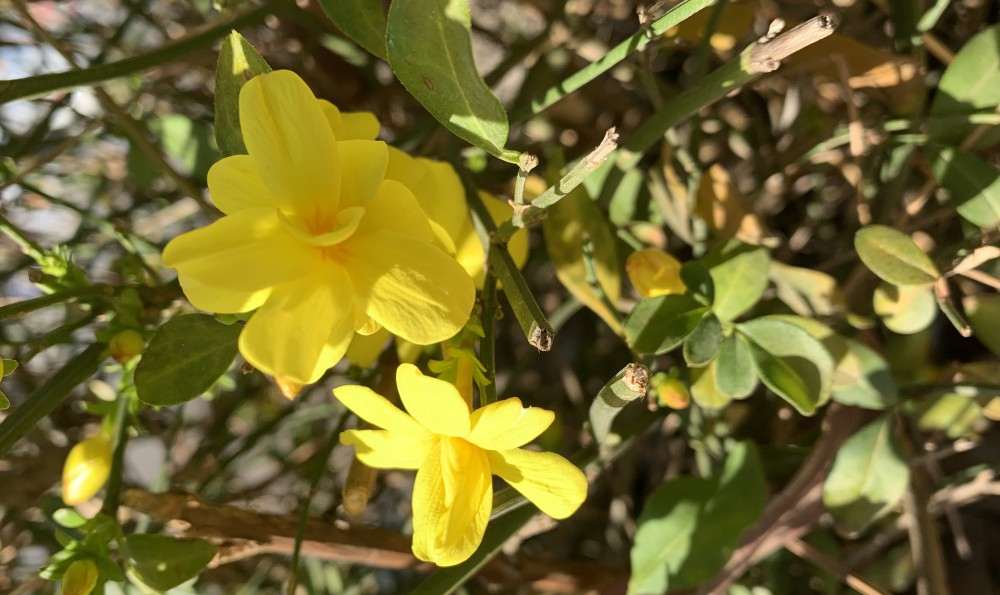 先開花再長葉子的花除了迎春花,還有玉蘭花,木棉花,梅花,結香花,木瓜